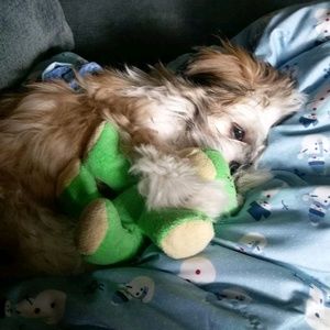 Meet your Posher, Dallas